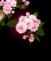 《樱梦》
